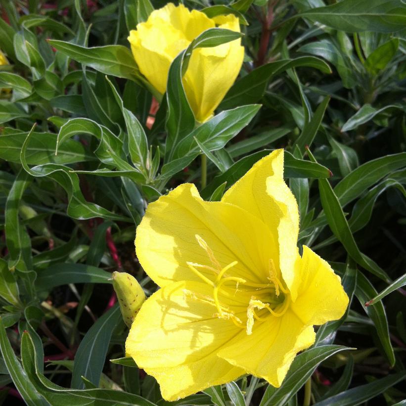 Ozark Sundrops