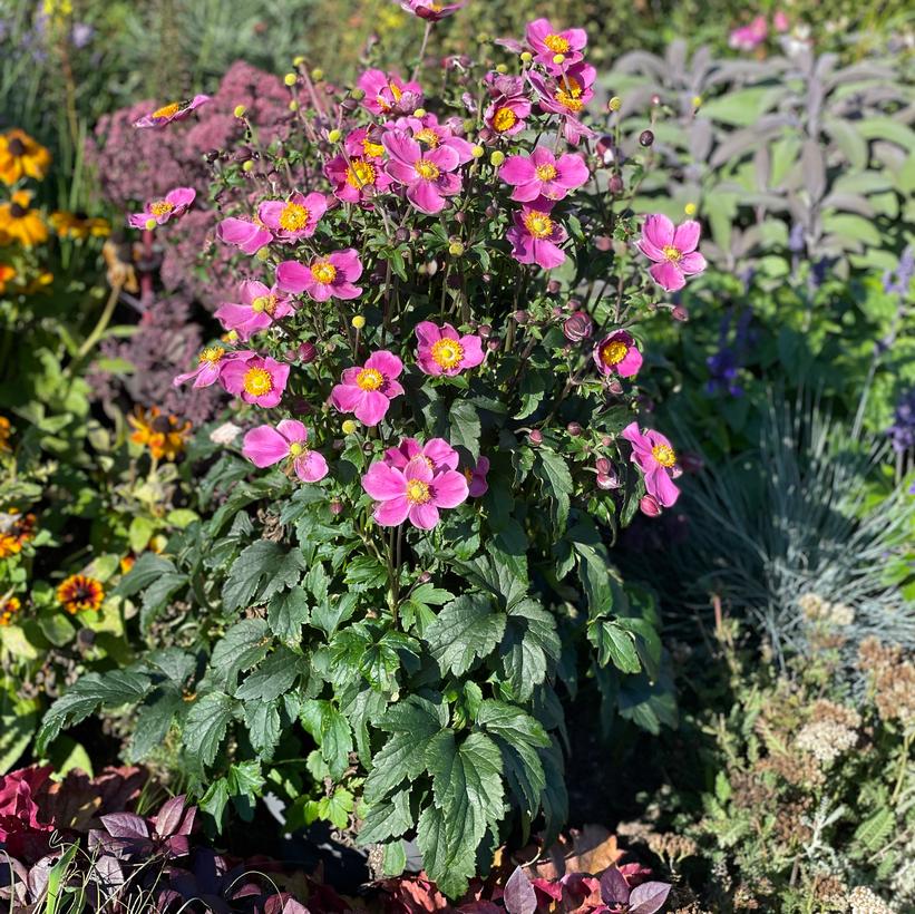 Dawn Breaker Japanese Anemone