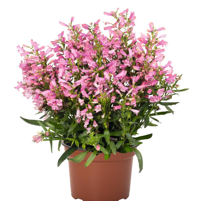 Pristine Primrose Beardtongue - Penstemon  barbatus &
