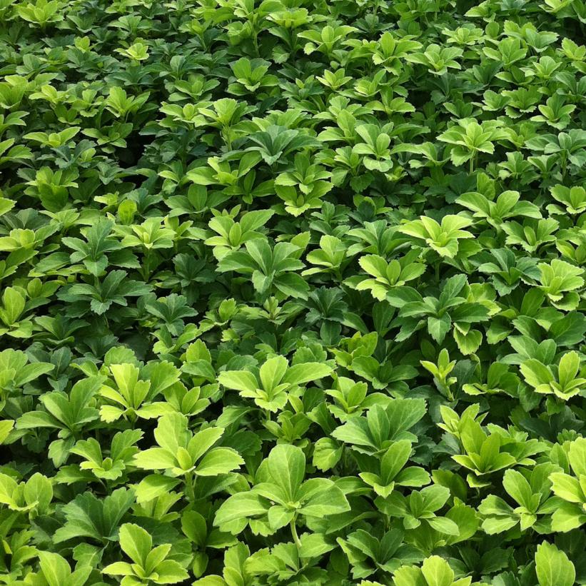 Japanese Spurge, Japanese Pachysandra