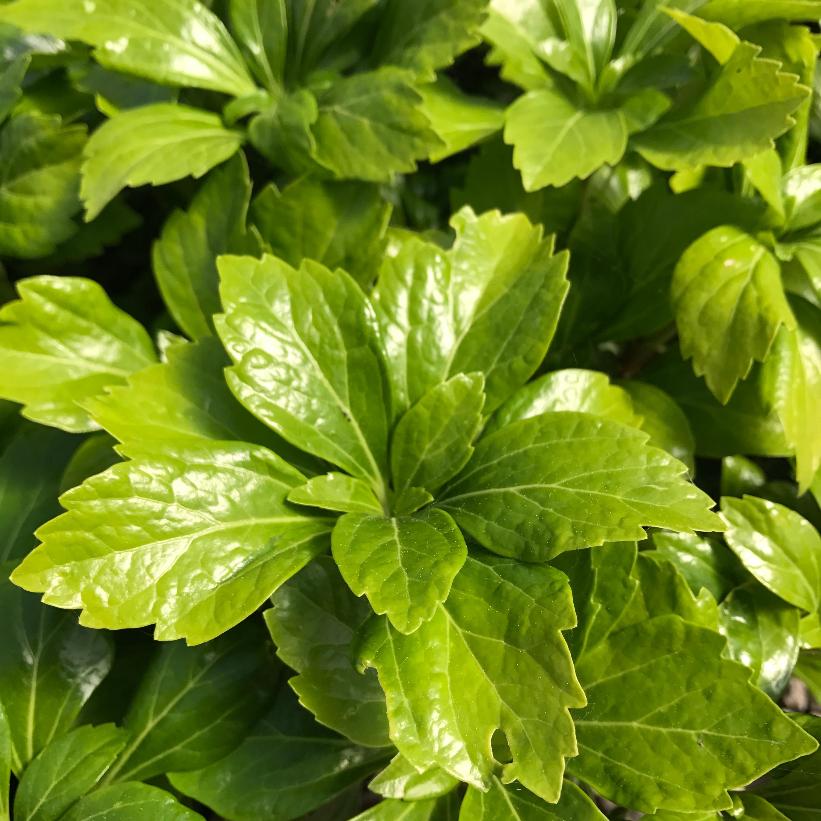 Japanese Spurge