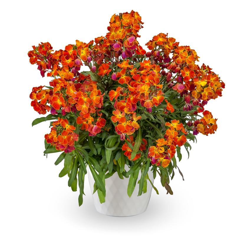 Wall Flower Erysistible Fire - Erysimum  linifolium &