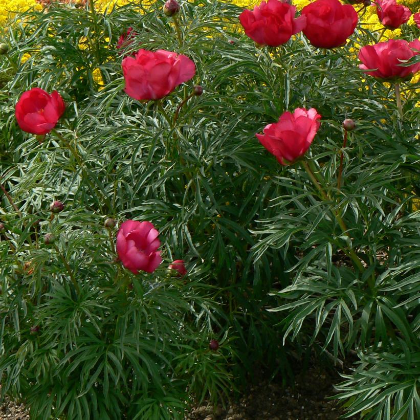 Fernleaf Peony