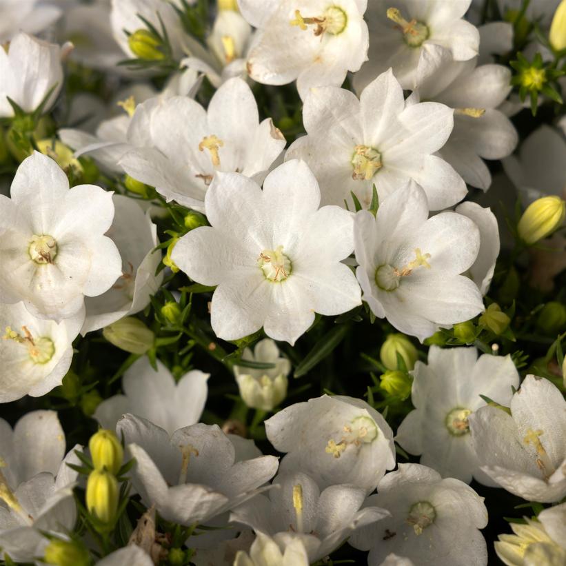 Cariboo White Bellflower - Campanula interspecific &