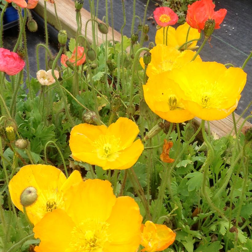 Champagne Bubbles Yellow Icelandic Poppy