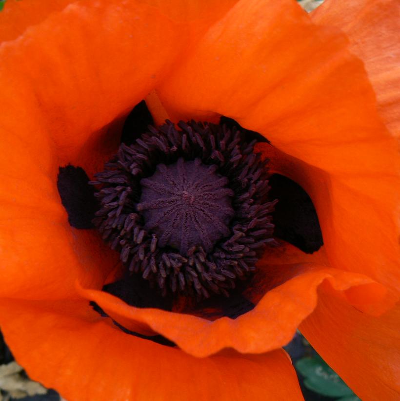 Oriental Poppy - Papaver orientale 'Allegro'