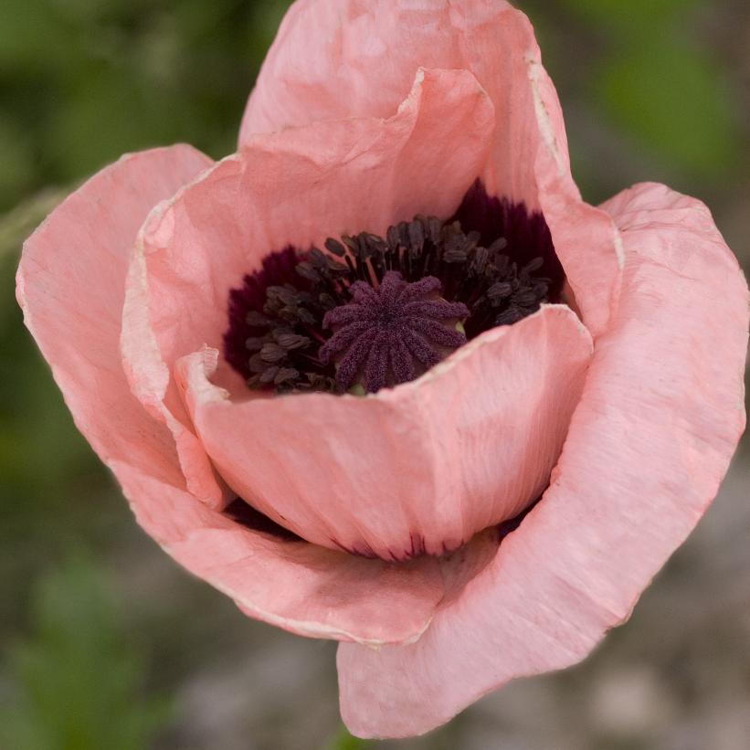 Princess Victoria Louise Oriental Poppy