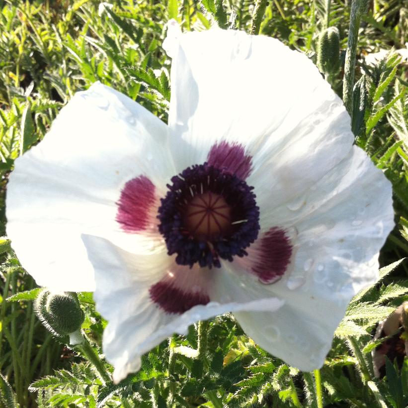 Royal Wedding Oriental Poppy