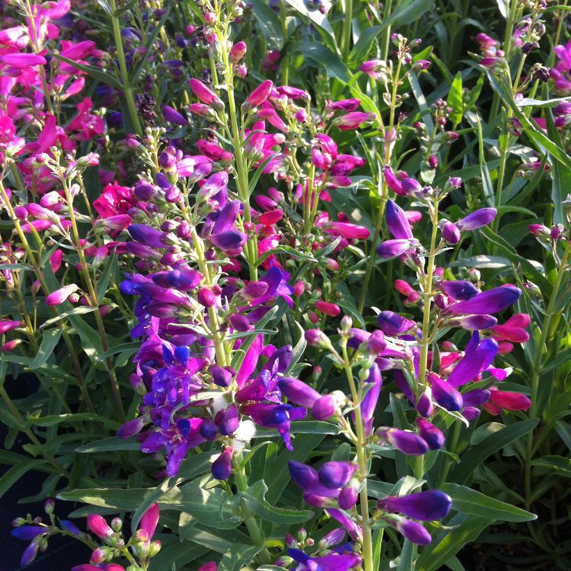Nana Rondo Mix Beardtongue