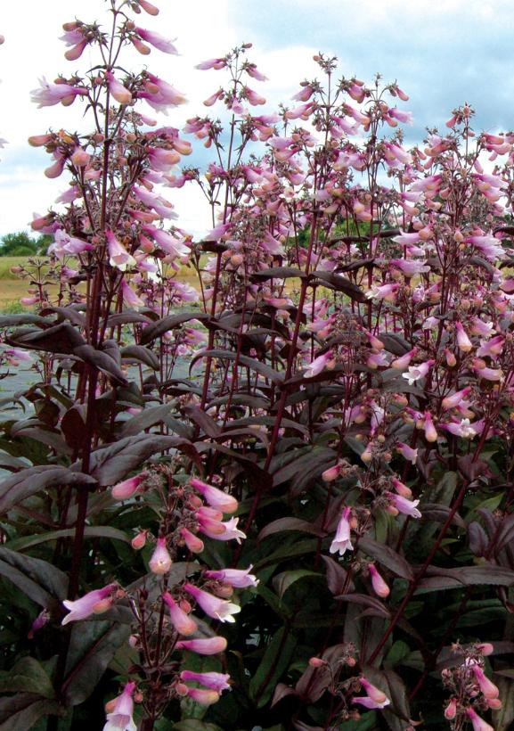 Dark Towers Beardtongue