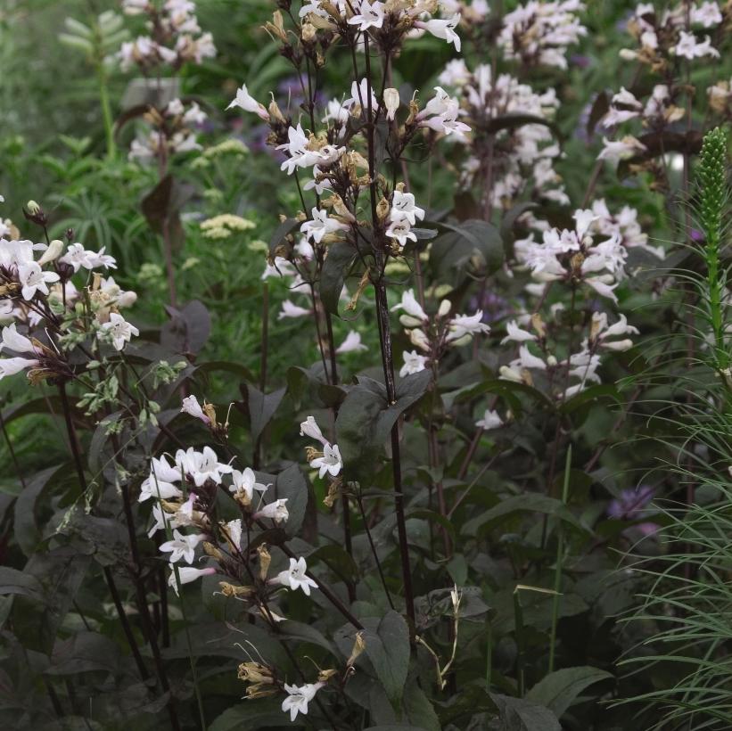 Husker Red Beardtongue