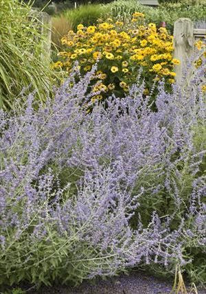 Russian Sage, Azure Sage - Perovskia atriplicifolia