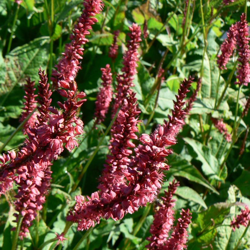 Fleece Flower, Mountain Fleeceflower