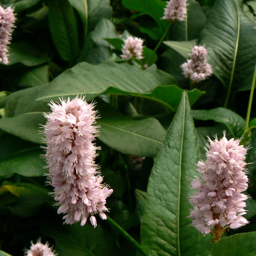 Superba Fleece Flower, Knotweed