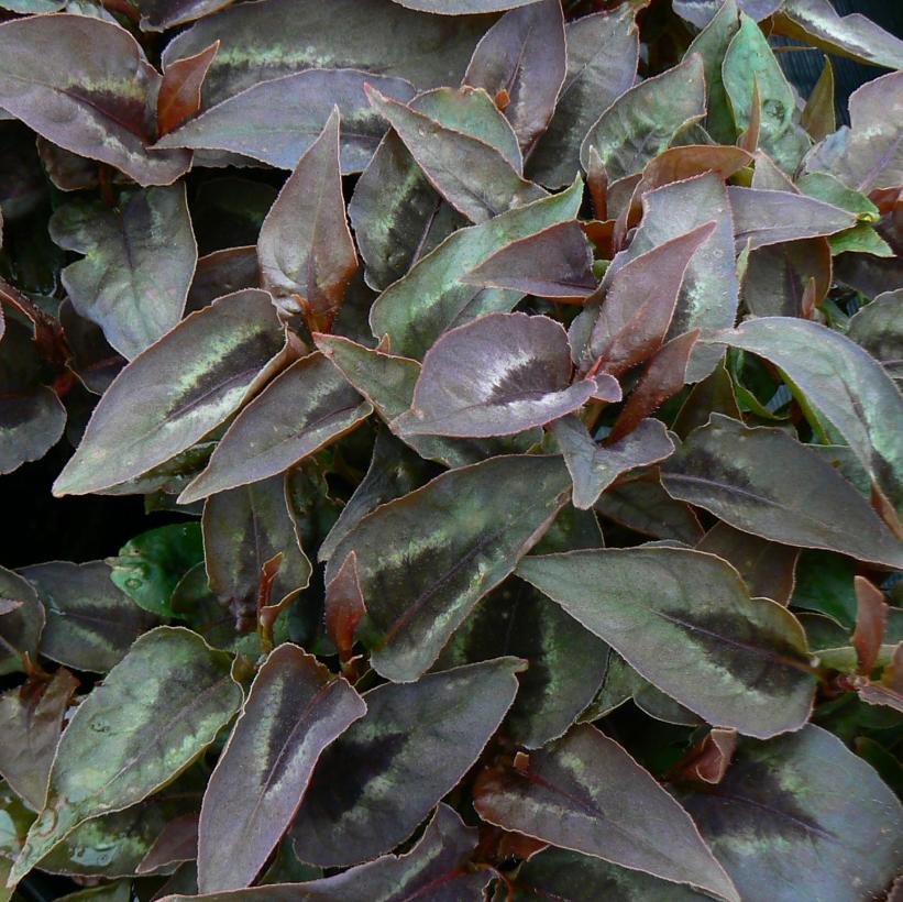 Chocolate Dragon Fleece Flower, Knotweed