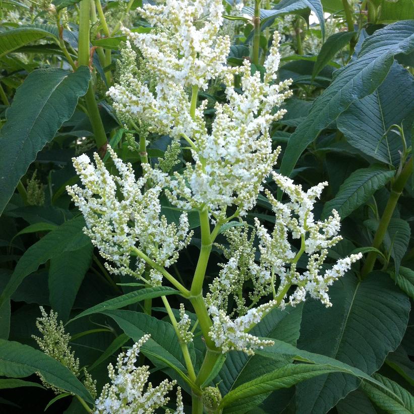 White Dragon, Great White Fleece Flower, Giant Fleece Flower