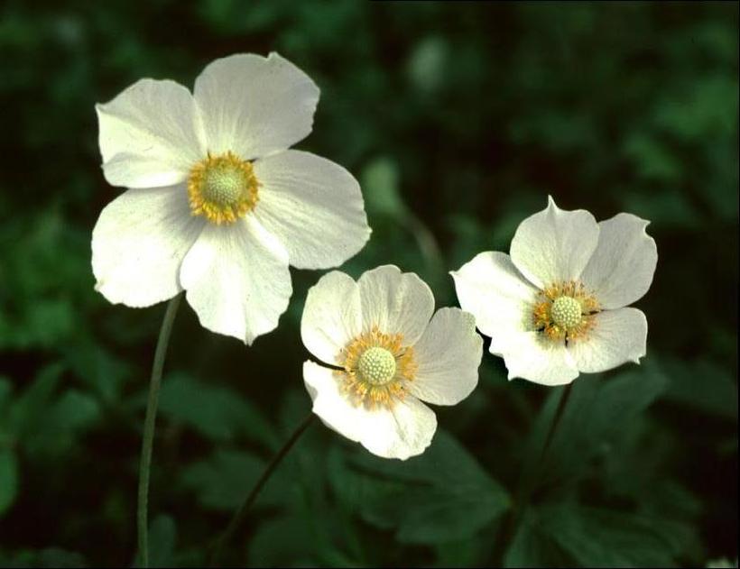Canada Anemone, Roundleaf Thimbleweed