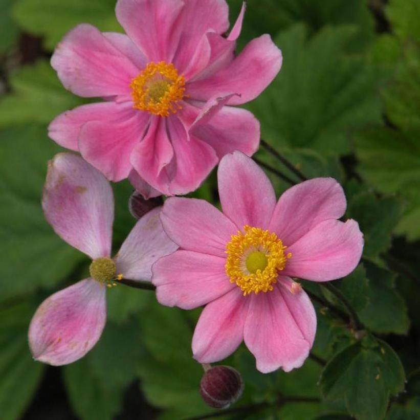 Prinz Heinrich Japanese Anemone