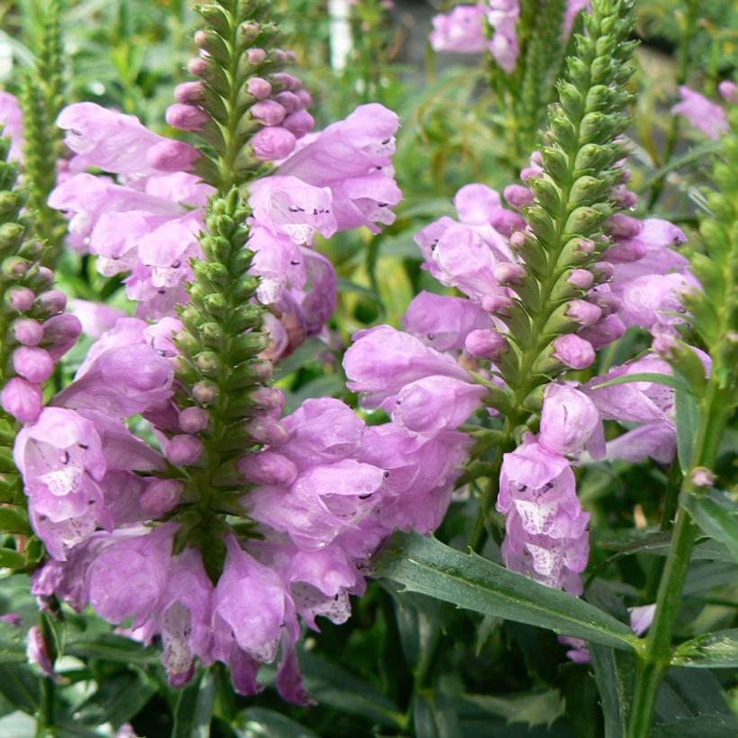 Vivid Obedient Plant, False Dragonhead