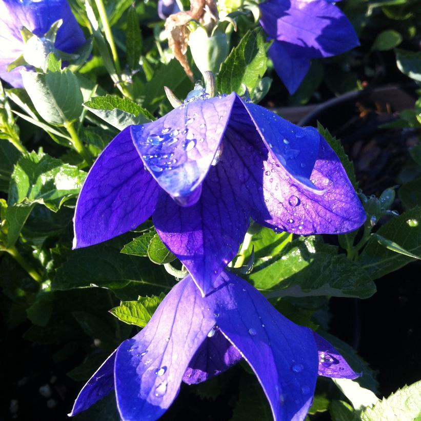 Sentimental Blue Balloon Flower