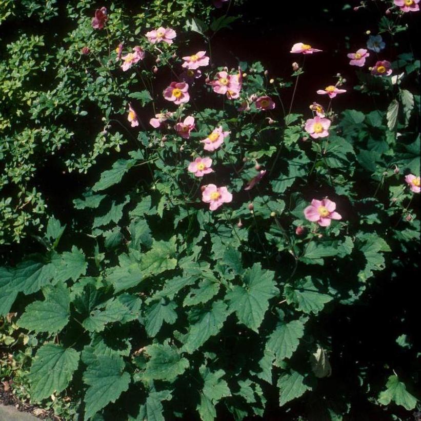 September Charm Japanese Anemone, Windflower