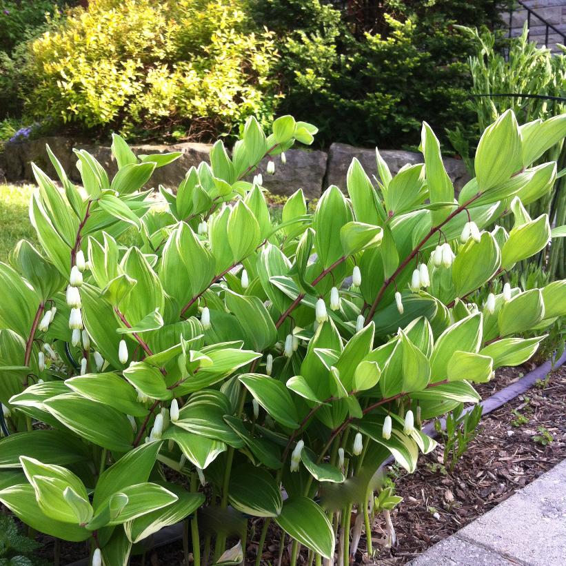 Variegated Solomon&