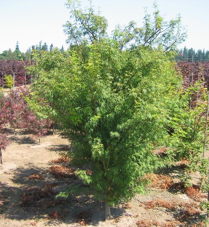 Green Dragon Japanese Maple - Acer palmatum dissectum &