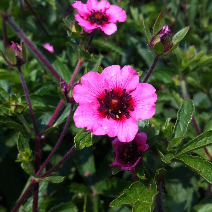 Nepal Cinquefoil