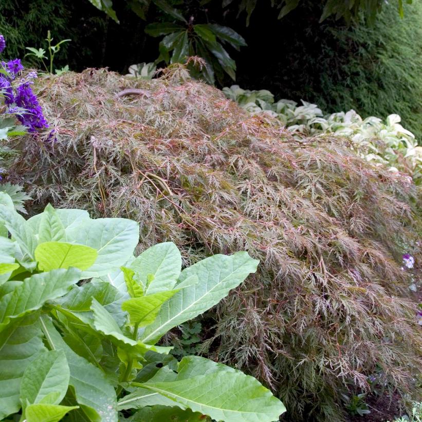 Tamukeyama Japanese Maple