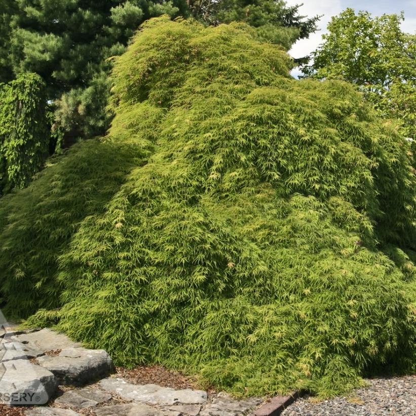 Green Cutleaf Japanese Maple - Acer palmatum dissectum &