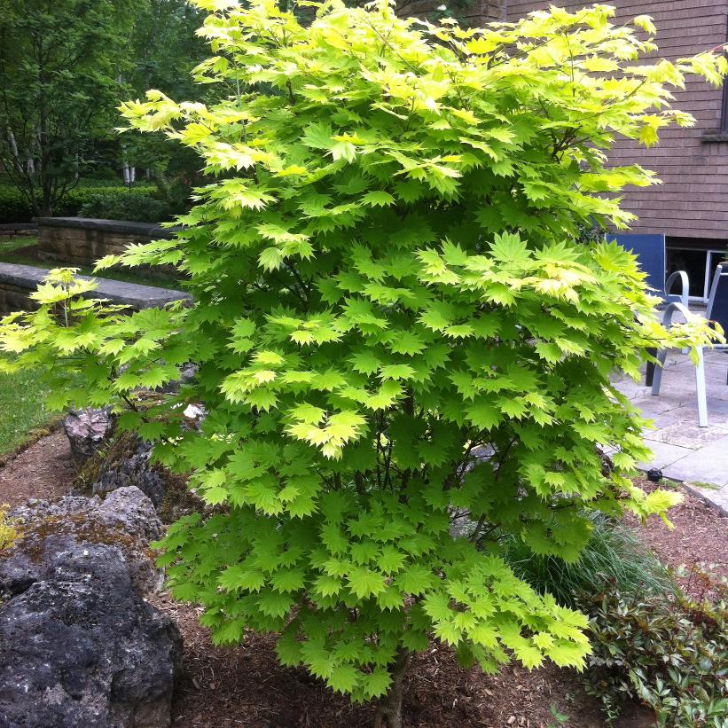 Golden Full Moon Maple - Acer shirasawanum &
