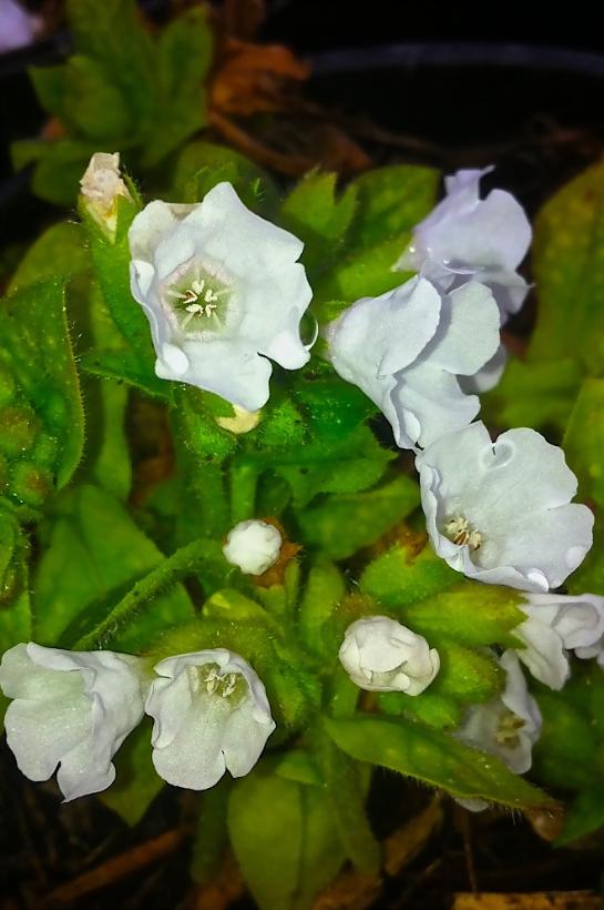 Lungwort, Lords and Ladies - Pulmonaria officinalis &