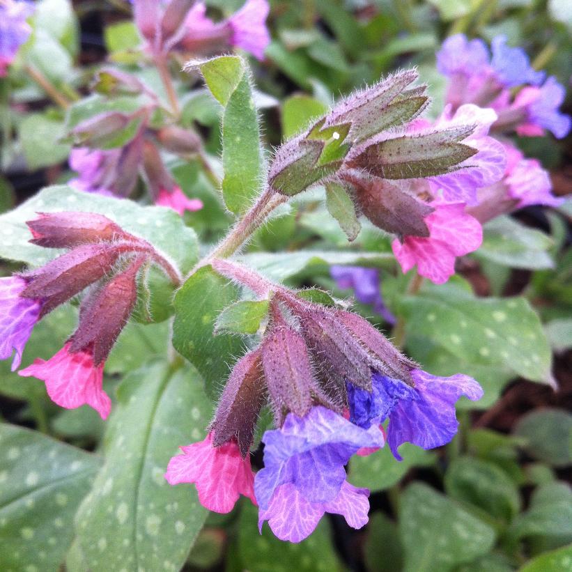Lungwort, Lords and Ladies, Bethlehem Sage