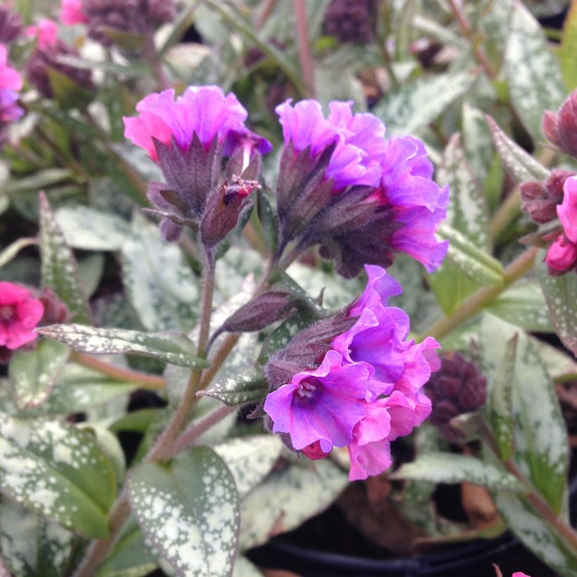 Lords and Ladies Lungwort