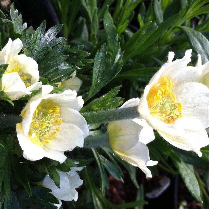 Cutleaf Anemone