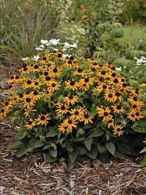 Black-Eyed Susan