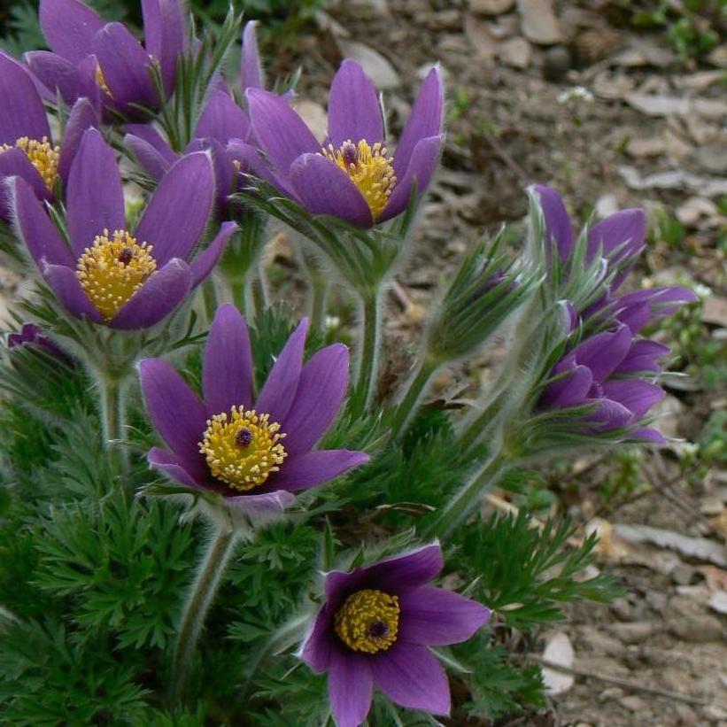 Pasque Flower