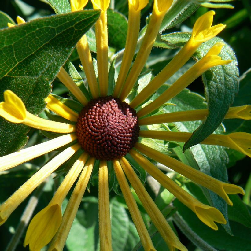 Sweet Coneflower