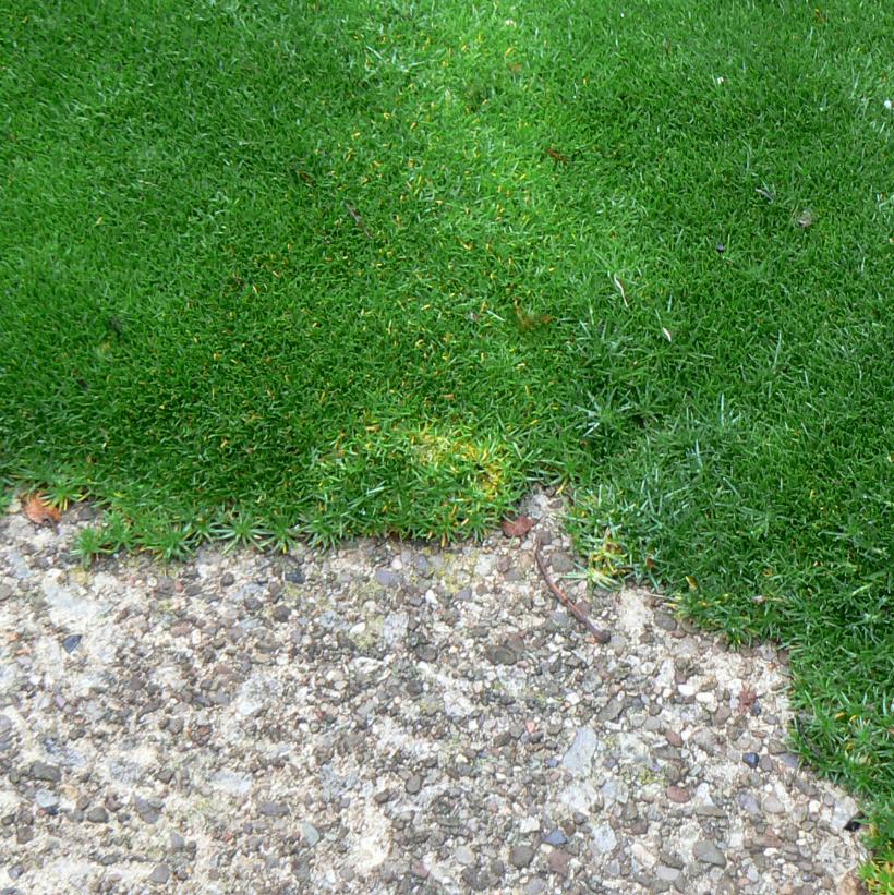 Irish Moss, Pearlwort