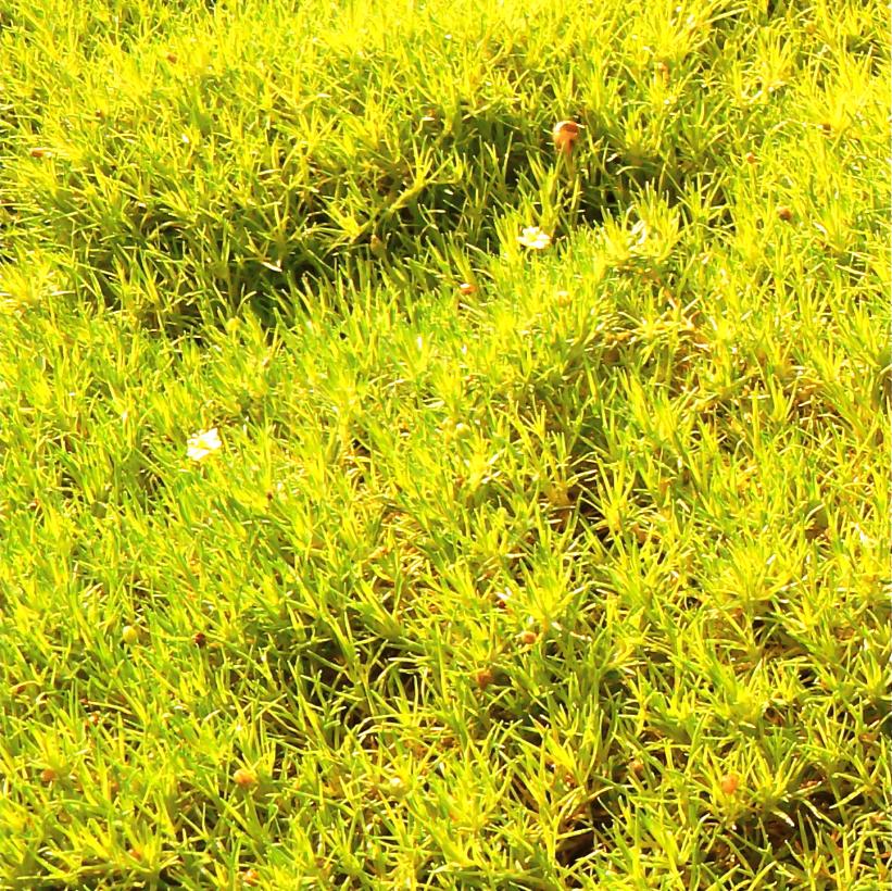 Golden Pearlwort, Scotch Moss