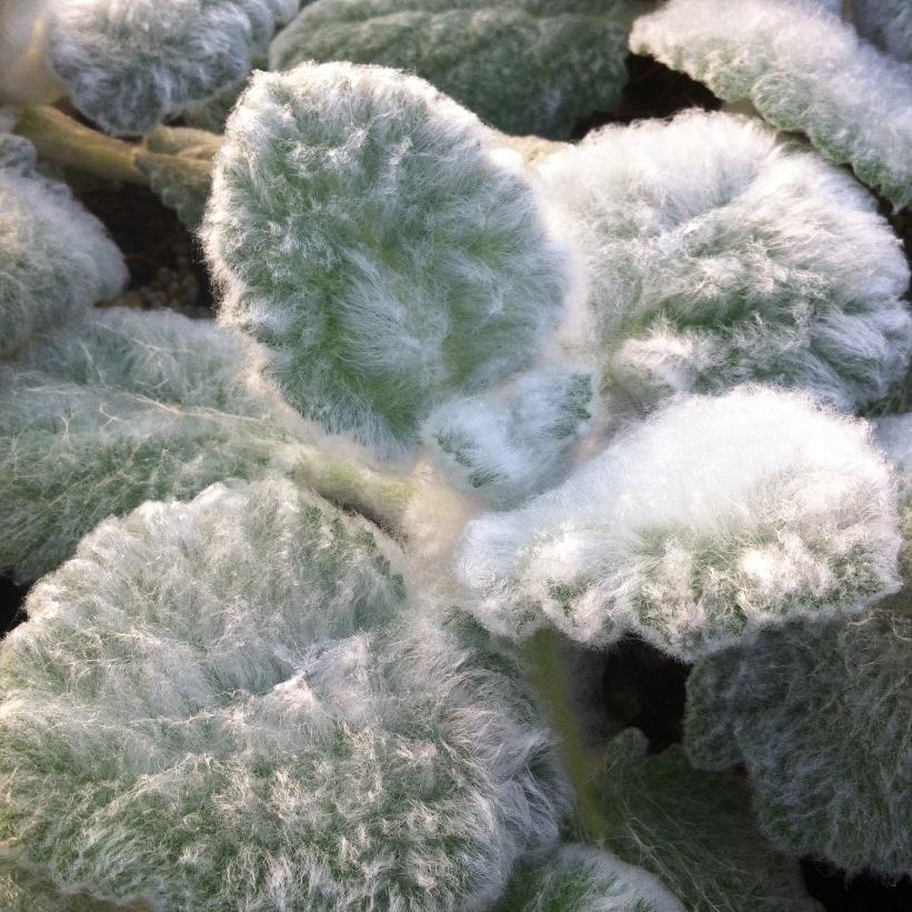 Silver Sage