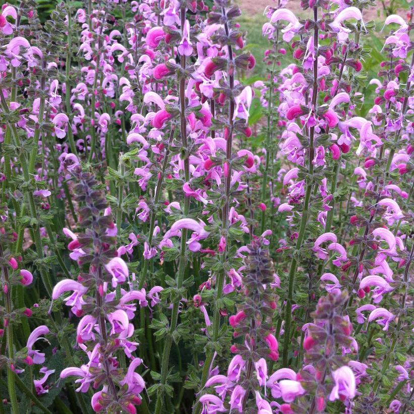 Eveline Garden Sage