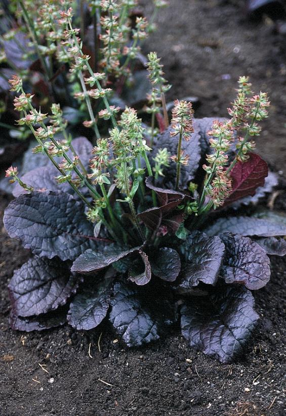 Lyre-leaf Sage, Cancer Weed