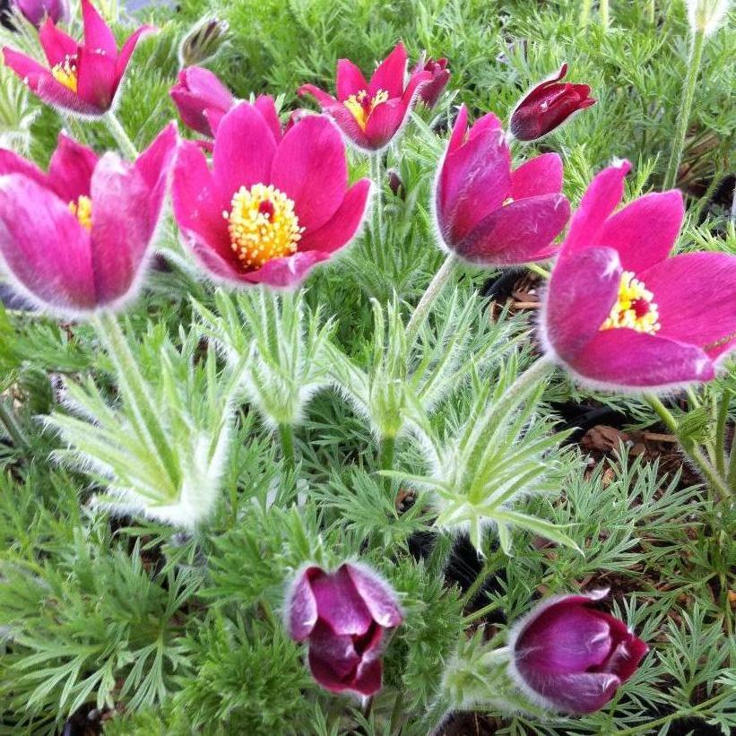 Pasque Flower, Flower of Easter