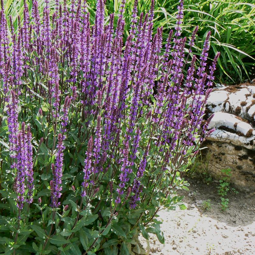 Caradonna Meadow Sage, Perennial Sage