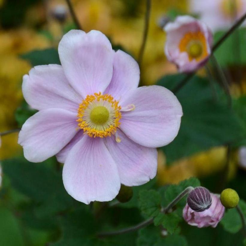Konigin Charlotte Japanese Anemone