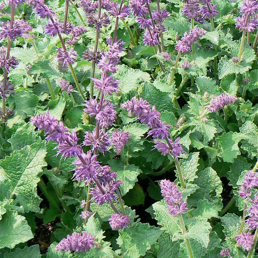 Whorled Sage