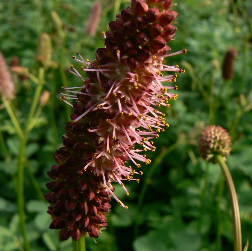 Alaskan Burnet, Menzies' Burnet - Sanguisorba menziessii