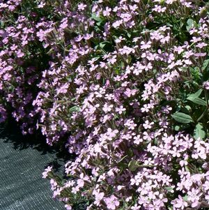 Rock Soapwort