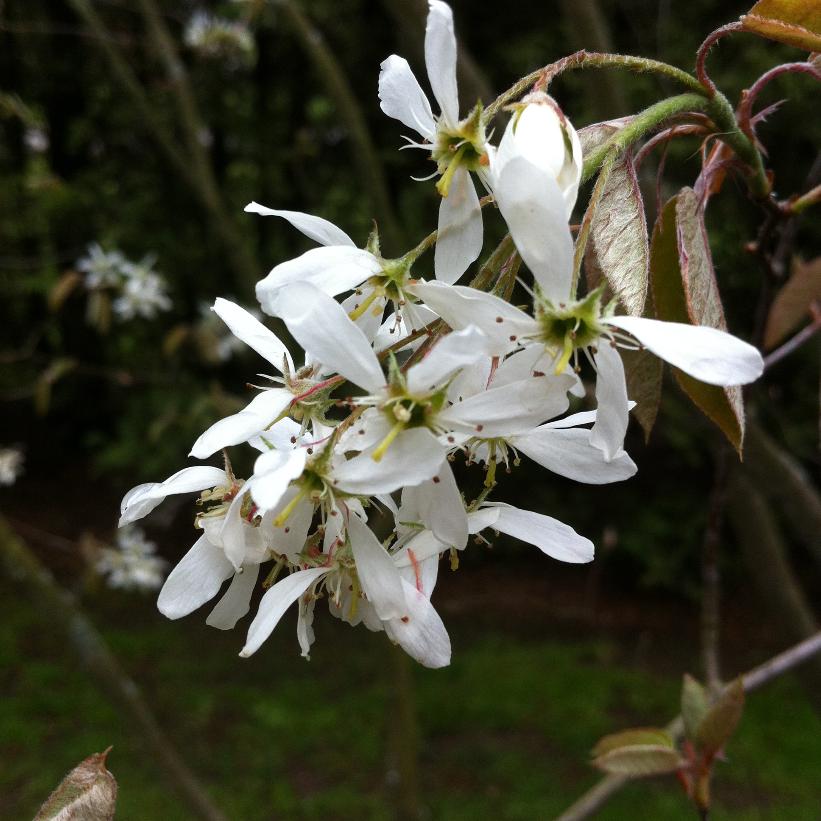 Serviceberry, Shadblow Serviceberry